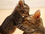 мама кошка и маленький котенок как будто просит прощение